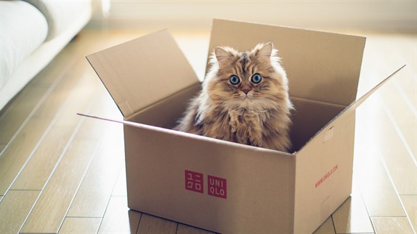 Секреты кошачьего поведения