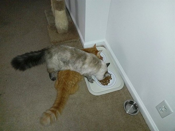 Котики, которые сломают логику Котики, которые сломают логику