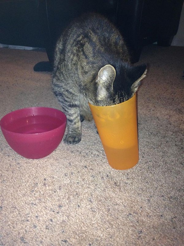 Котики, которые сломают логику Котики, которые сломают логику