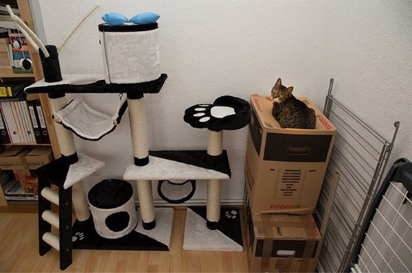Котики, которые сломают логику Котики, которые сломают логику
