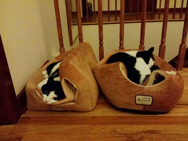 Котики, которые сломают логику Котики, которые сломают логику