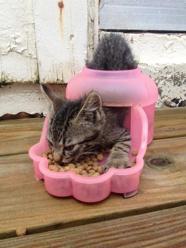 Котики, которые сломают логику Котики, которые сломают логику