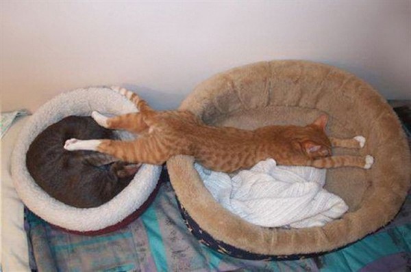 Котики, которые сломают логику Котики, которые сломают логику