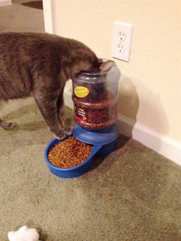Котики, которые сломают логику Котики, которые сломают логику