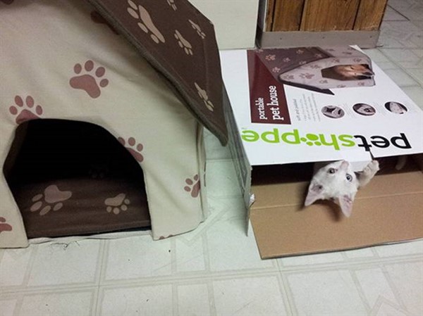 Котики, которые сломают логику Котики, которые сломают логику