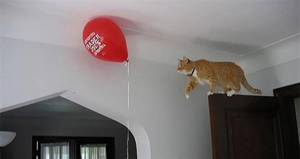 Котики, которые сломают логику Котики, которые сломают логику