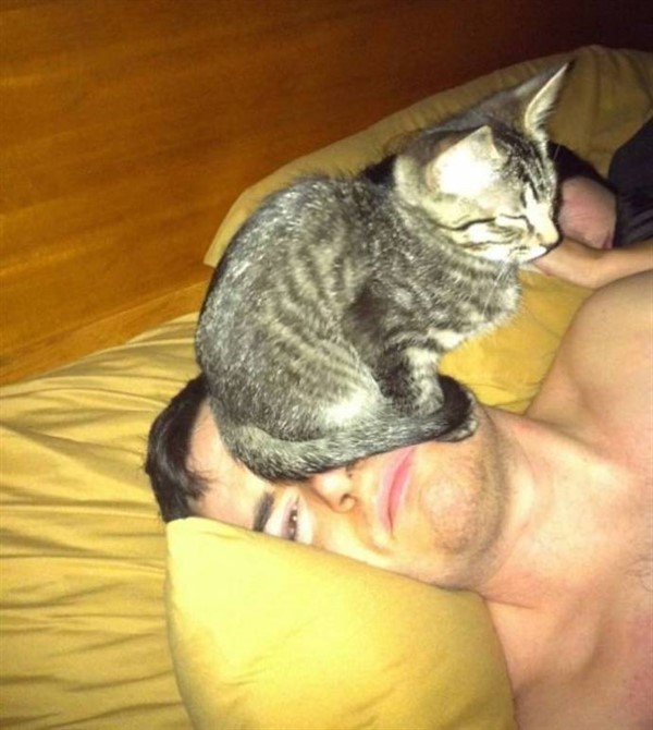 Котики, которые сломают логику Котики, которые сломают логику