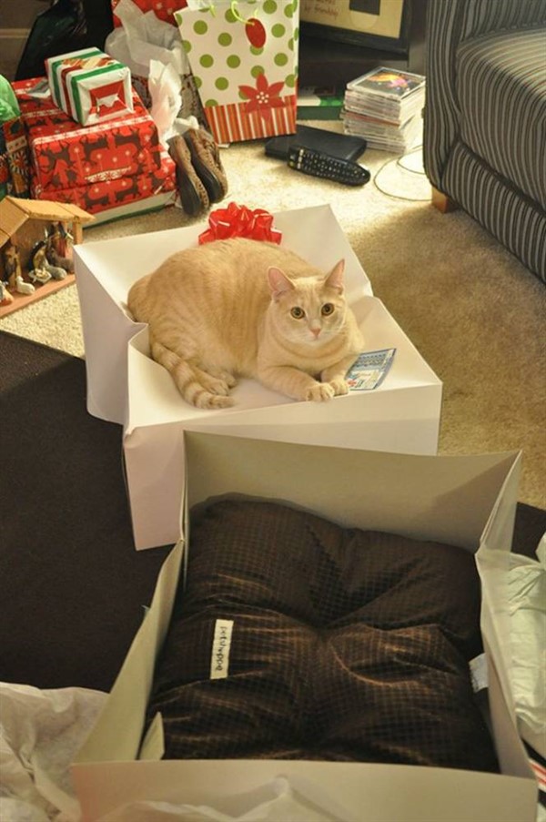 Котики, которые сломают логику Котики, которые сломают логику