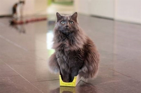 Котики, которые сломают логику Котики, которые сломают логику