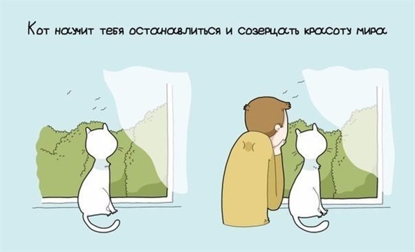 9 причин завести себе кота