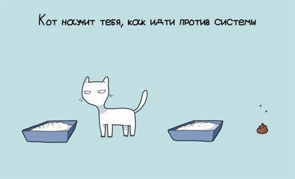 9 причин завести себе кота