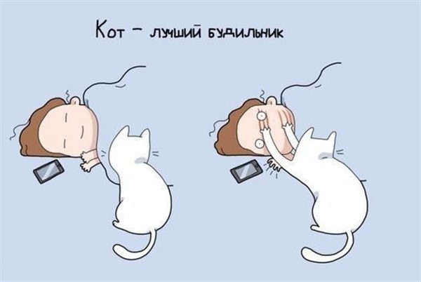 9 причин завести себе кота