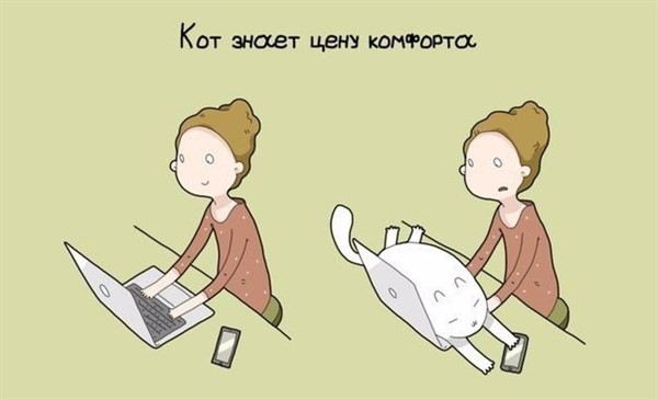 9 причин завести себе кота