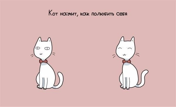 9 причин завести себе кота