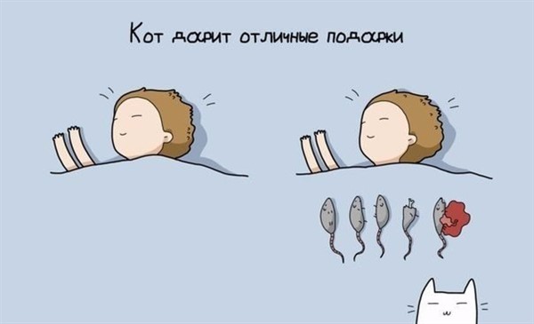 9 причин завести себе кота