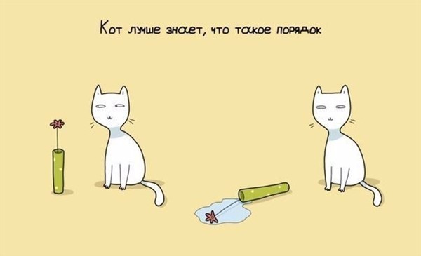 9 причин завести себе кота