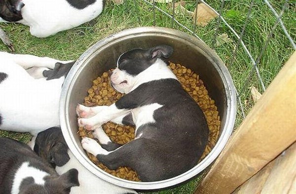 30 собак спящих в самых необычных позах