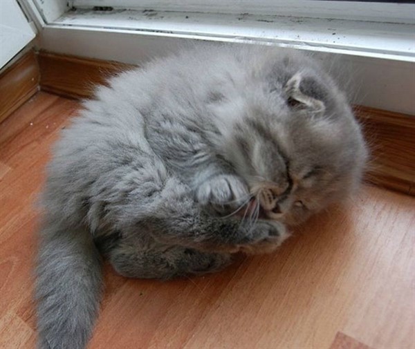 28 самых пушистых котиков в мире