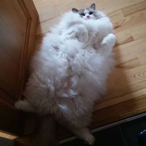28 самых пушистых котиков в мире
