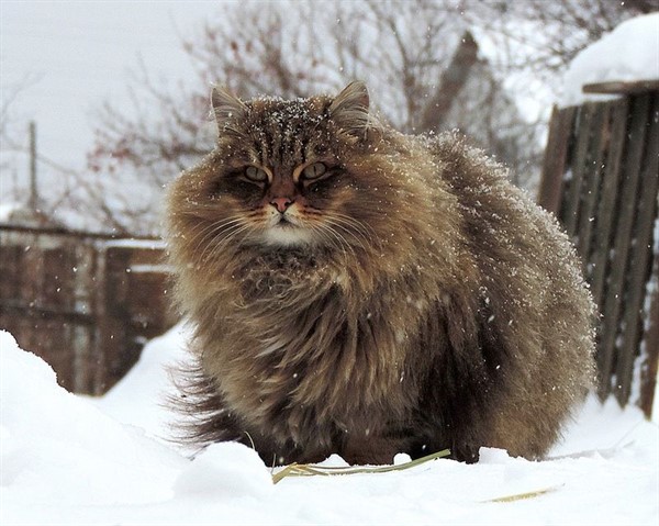 28 самых пушистых котиков в мире