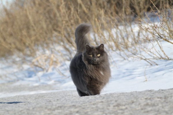 28 самых пушистых котиков в мире