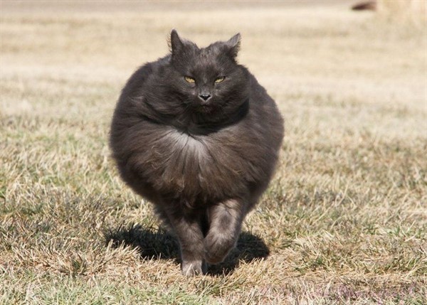 28 самых пушистых котиков в мире