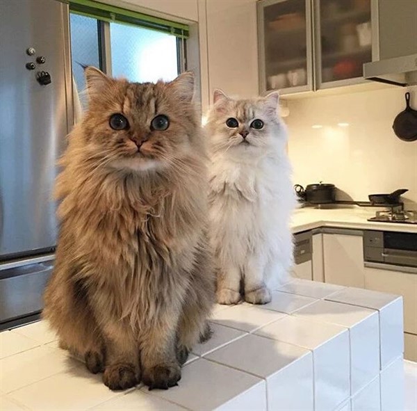 28 самых пушистых котиков в мире
