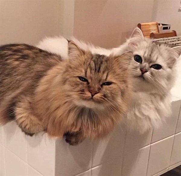 28 самых пушистых котиков в мире