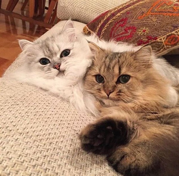 28 самых пушистых котиков в мире