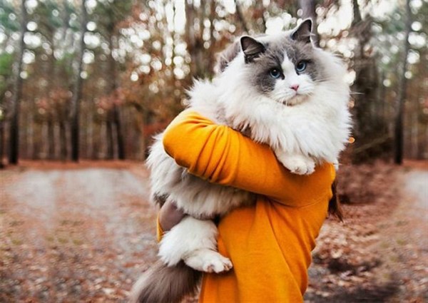 28 самых пушистых котиков в мире