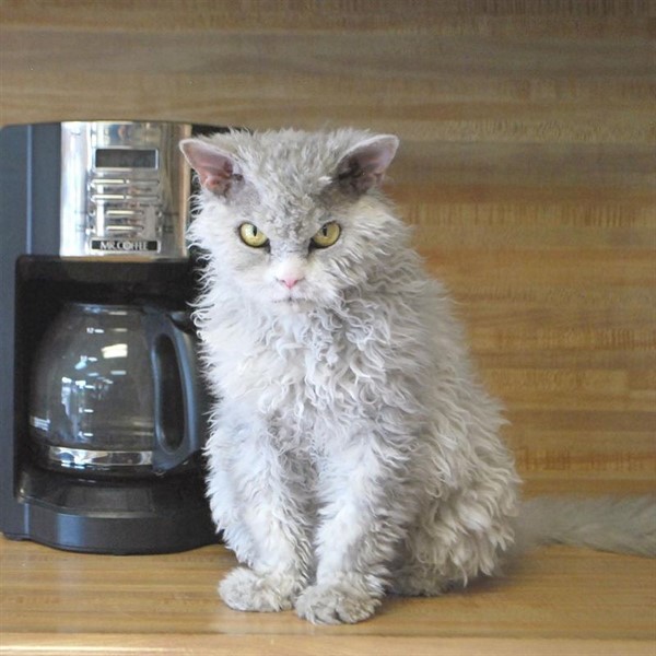28 самых пушистых котиков в мире