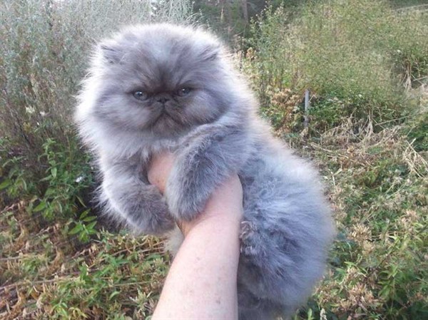 28 самых пушистых котиков в мире