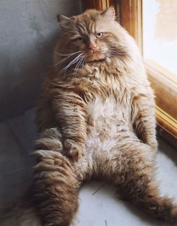 28 самых пушистых котиков в мире
