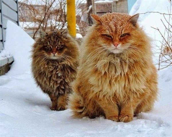 28 самых пушистых котиков в мире