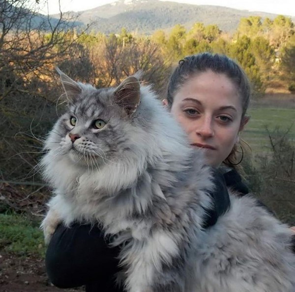 28 самых пушистых котиков в мире