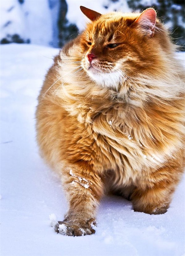 28 самых пушистых котиков в мире