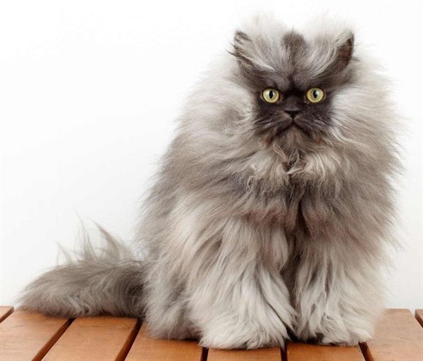 28 самых пушистых котиков в мире