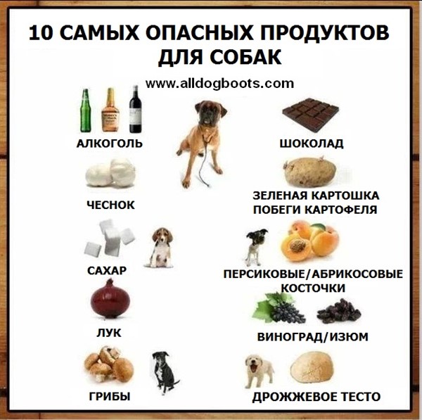 13 лайфхаков для владельцев собак
