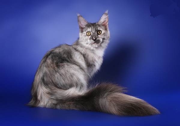 Коты с пушистыми хвостами