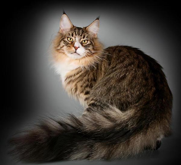 Коты с пушистыми хвостами