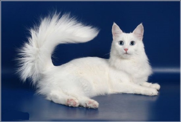 Коты с пушистыми хвостами