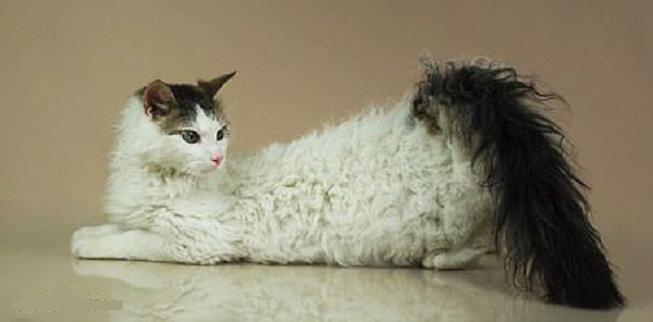 Коты с пушистыми хвостами