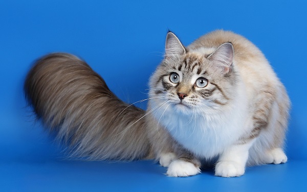 Коты с пушистыми хвостами