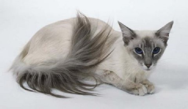 Коты с пушистыми хвостами