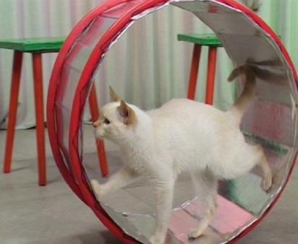 Дрессировка кошки