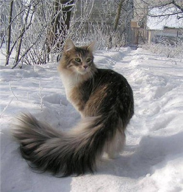 Коты с пушистыми хвостами