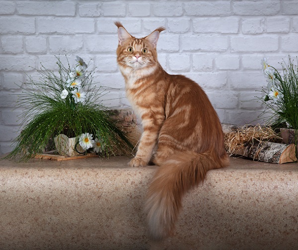 Коты с пушистыми хвостами