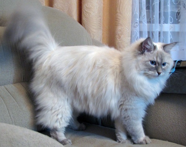 Коты с пушистыми хвостами