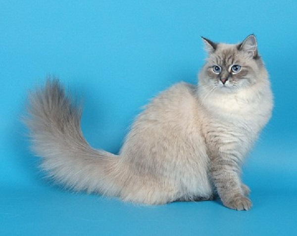 Коты с пушистыми хвостами