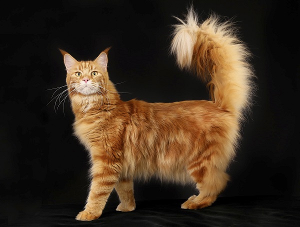 Коты с пушистыми хвостами